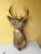 Taxidermy Whitetail Deer mount