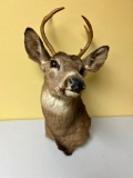 Taxidermy Whitetail Deer mount
