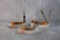 Three 2016 Case XX Autumn Bone Knives, Copperlock, Trapper, & Peanut
