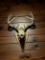 European Deer Mount