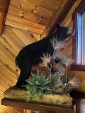 Full Mount Black Bear on Platform