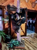 Black Bear Cubs on Tree Platform 95