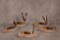 Five 2016 Case XX Dark Molasses Bone Handle Knives