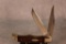 1972 Case XX 6265 Wood Handle Folding Hunter