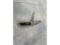 Case XX Knife