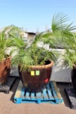 Palm Tree In Large Ceramic Pot