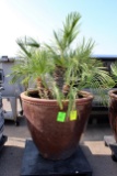 Palm Tree In Large Ceramic Pot