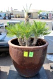 Palm Tree In Large Ceramic Pot