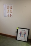 All Anatomical And Art Prints In Exam Room