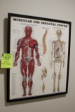 Anatomical Framed Print And Models On Floor