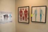 Anatomical Prints On Wall