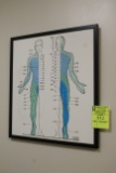 Anatomical Prints In Exam Room