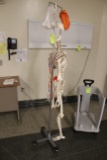 Portable IV Post W/ Skeletal Model