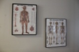 Assorted Anatomical Framed Prints