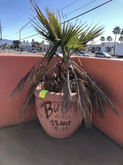 Palm Tree In 24in Diameter Cement Planter
