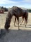 METAL DECORATIVE HORSE
