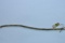 10 KT GOLD DIAMOND BRACELET 2 CT DIAMOND TW, 7.5 GTW, $1750.00 RETAIL VALUE