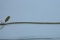 14KT GOLD & DIAMOND BRACELET 7 GTW, $399.00 RETAIL VALUE
