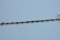 14KT GOLD SAPPHIRE DIAMOND BRACELET 6.8 GTW, $595.00 RETAIL VALUE