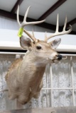 8 POINT DEER MOUNT