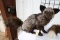 SILVER  FOX MOUNT