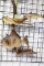 3 BLACK DRUM 3D FISH & TRIGGERFISH ON WOOD