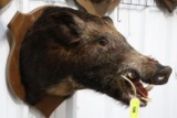BOAR MOUNT