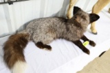 SILVER FOX MOUNT