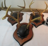 Mounted deer antlers