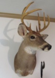 Mounted deer head