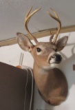 Mounted deer head