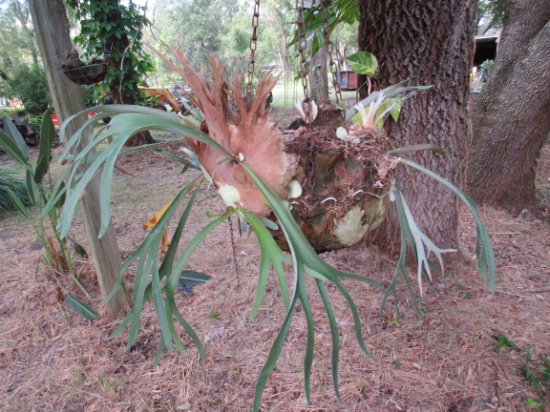 staghorn fern with hanging chain