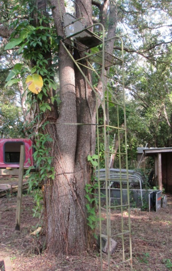 deer hunting tree stand