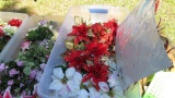 Seasonal florals in plastic tote