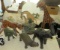 collection of 6 African jungle animal figures