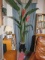 Artificial bird of paradise plant  8' H