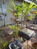 mixed large potted plants including Rafus palm