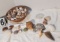 huge sea shell collection with basket