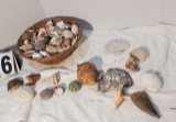 huge sea shell collection with basket