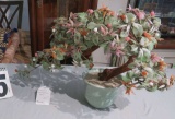 jade plant 14