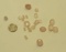 pack of 23  Quartz Rose Assorted shapes Cabochon Assorted sizes 70.07cts