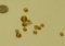 Tiger eye Light brown to honey Round Cabochon 5.25mm-8.00mm