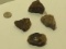 petrified wood Assorted shapes
