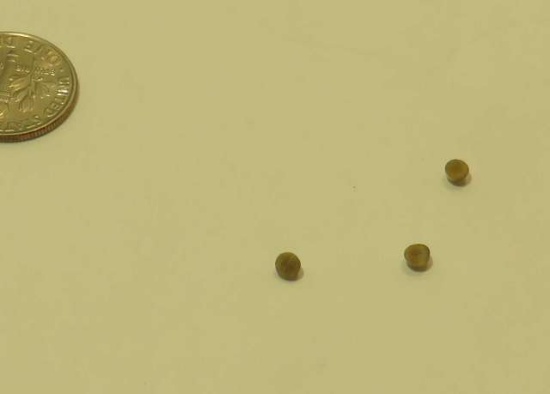 Tiger eye Honey color Round Cabochon 3.00mm