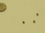 Tiger eye Honey color Round Cabochon 3.00mm