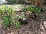 group of 4 large potted ferns