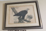 signed John A Richter framed Eagle print frame size 27 x 35 has some foxing