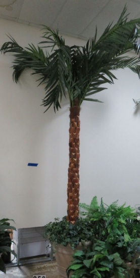 14' Palm Tree in Large White Planter