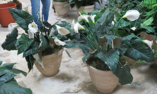 Calla Lilies in White Planters