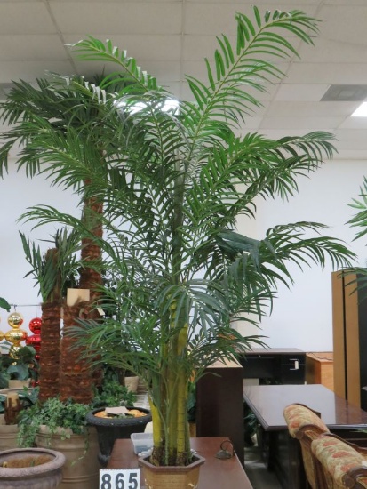 6' Palm Trees in Cardboard Planter